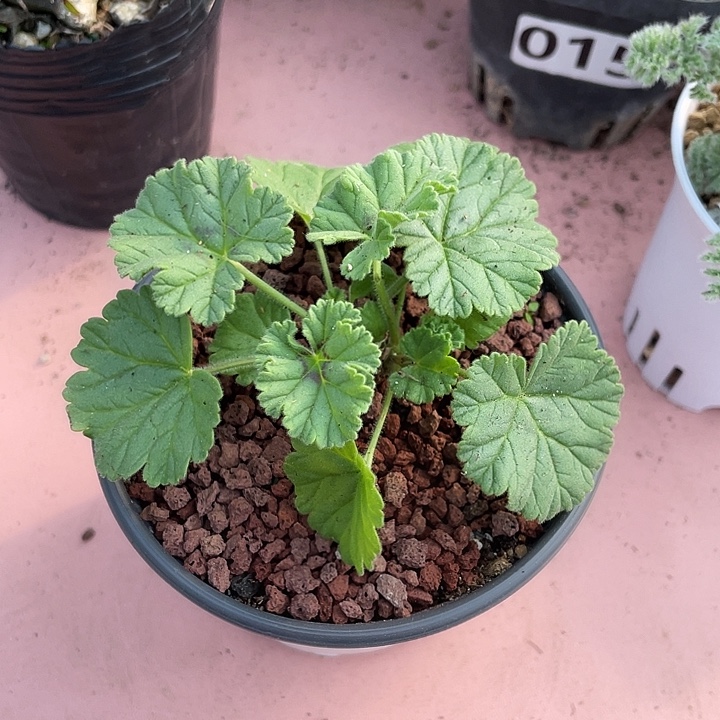 151香草冰淇淋杨葵