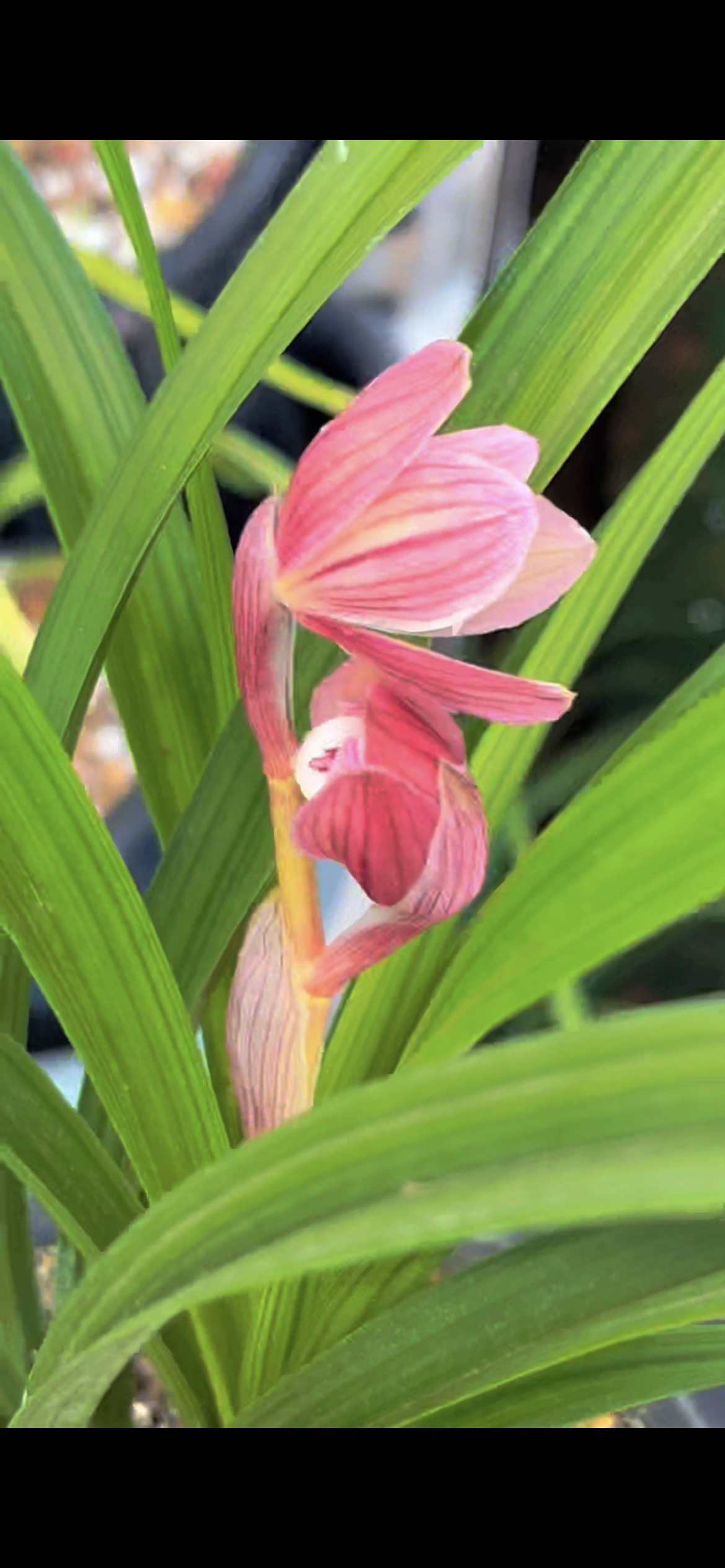 8号链接 兰花专用 一物一拍 春剑红花荷瓣 正在开花 要几苗拍几单