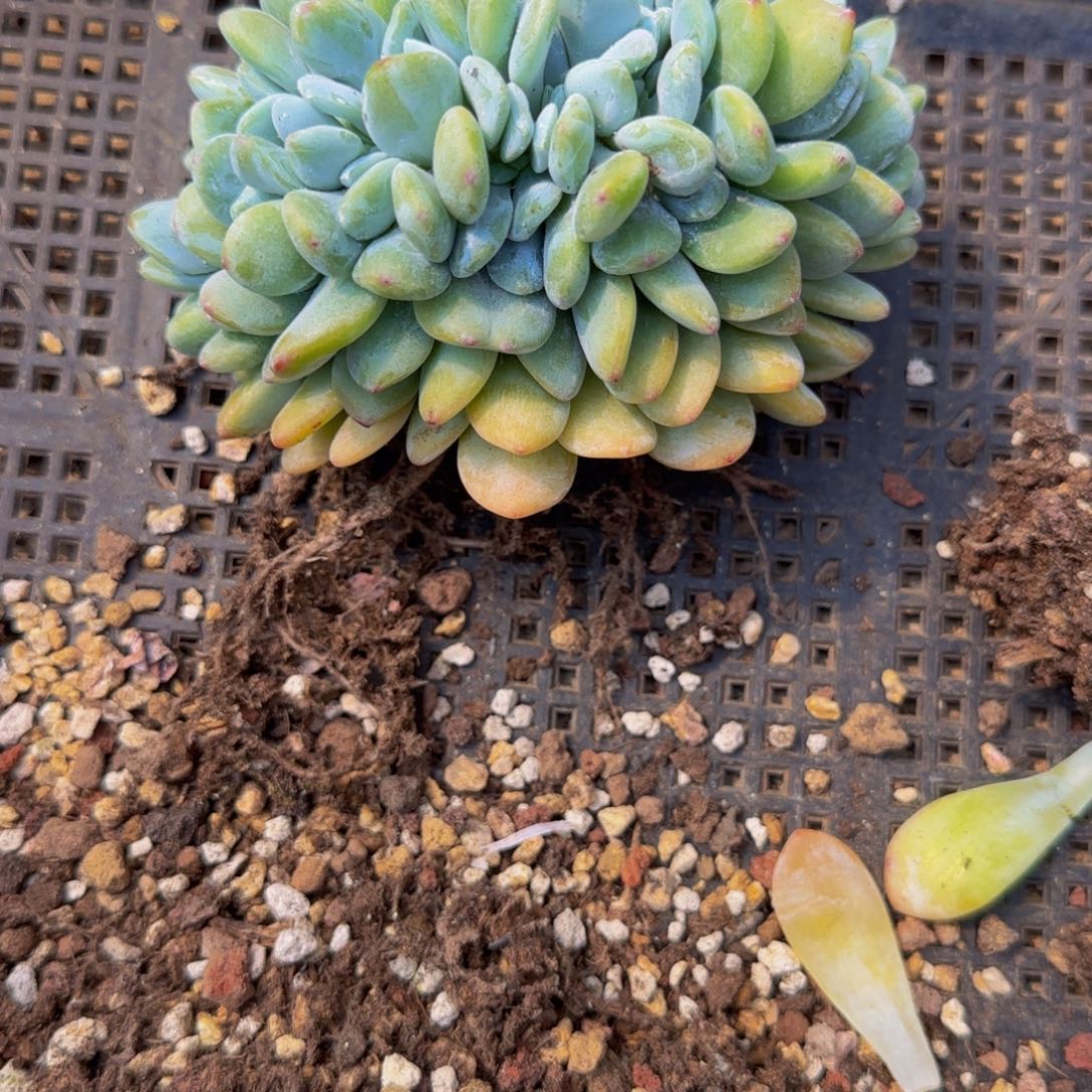 奶*2222。       冷香树，整庄整群