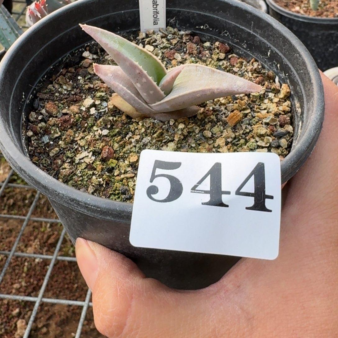 皮划艇芦荟多肉植物