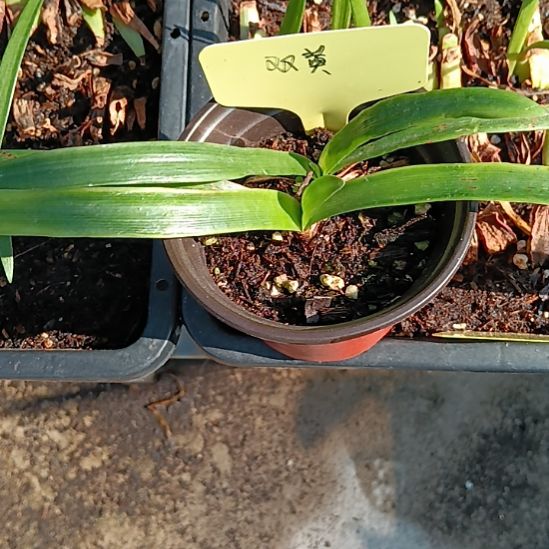 无花朵双黄双头0.8