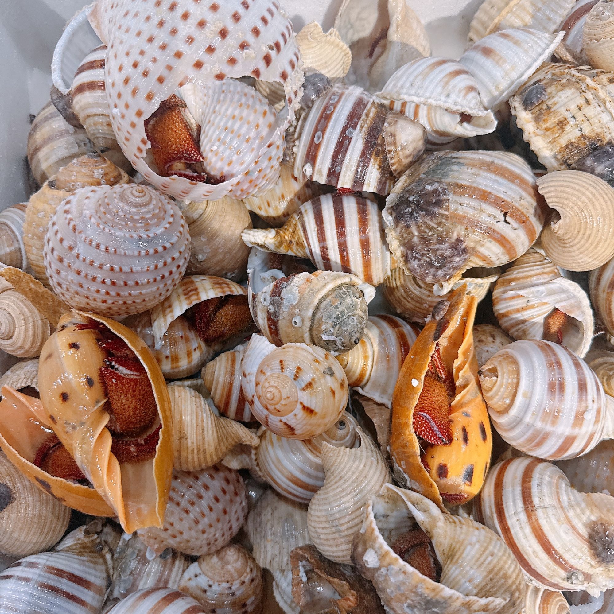 【新鲜】虾怪50元一斤 