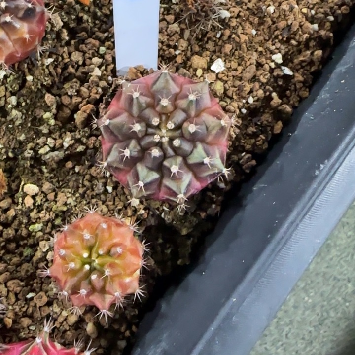 101-0119西皮呀b泰国发货多肉