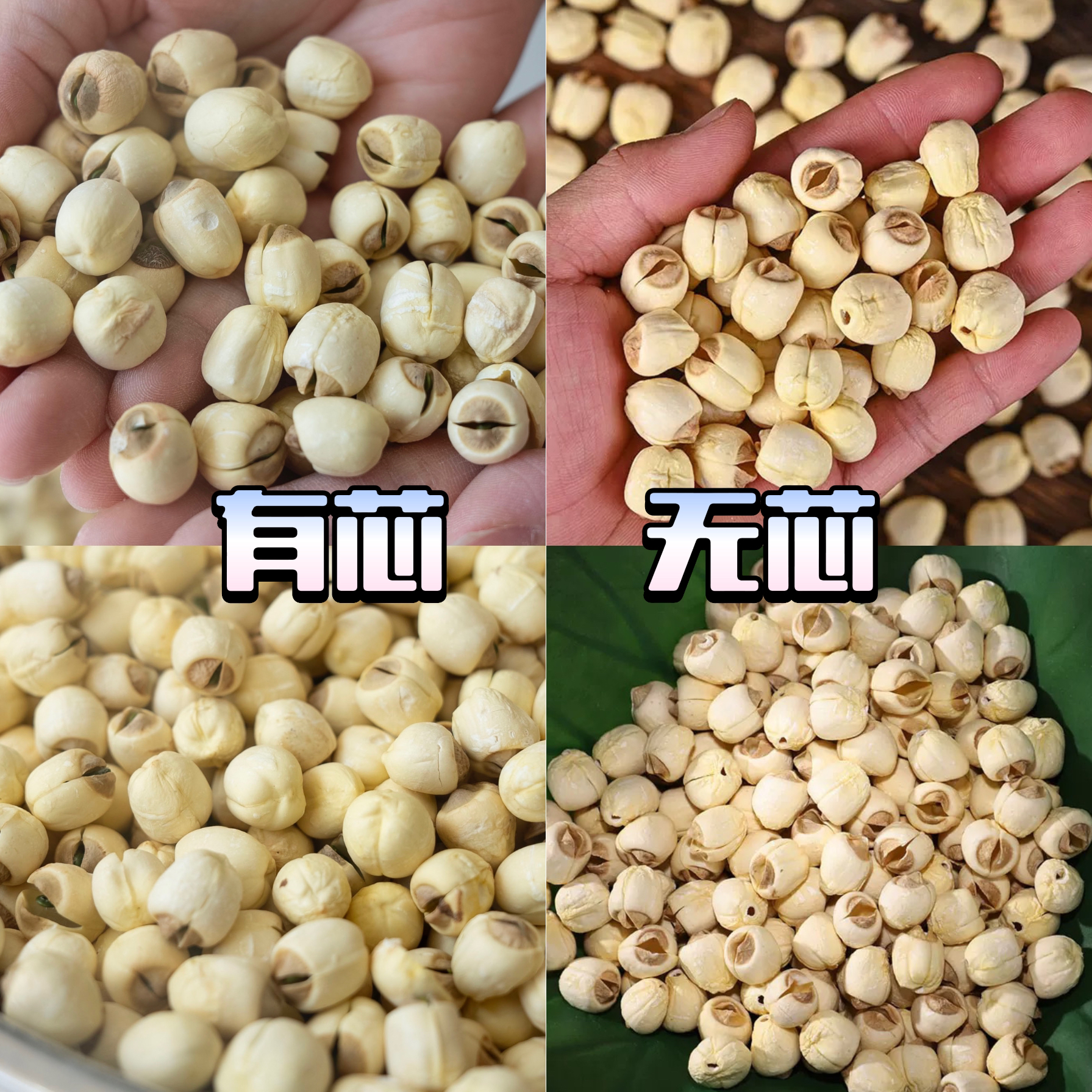 当季纯天然手工无硫白莲子无芯/有芯都有