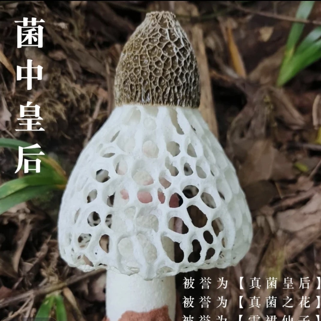 老丈人自家（真正无硫头）建阳农家特产今年新鲜赵露思竹荪推荐