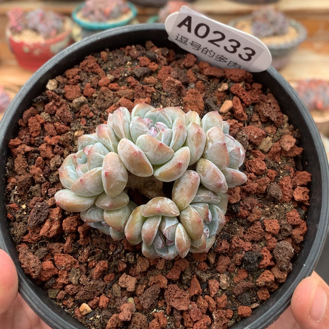 A0233 开播福利 星影小木桩 有砍 8cm