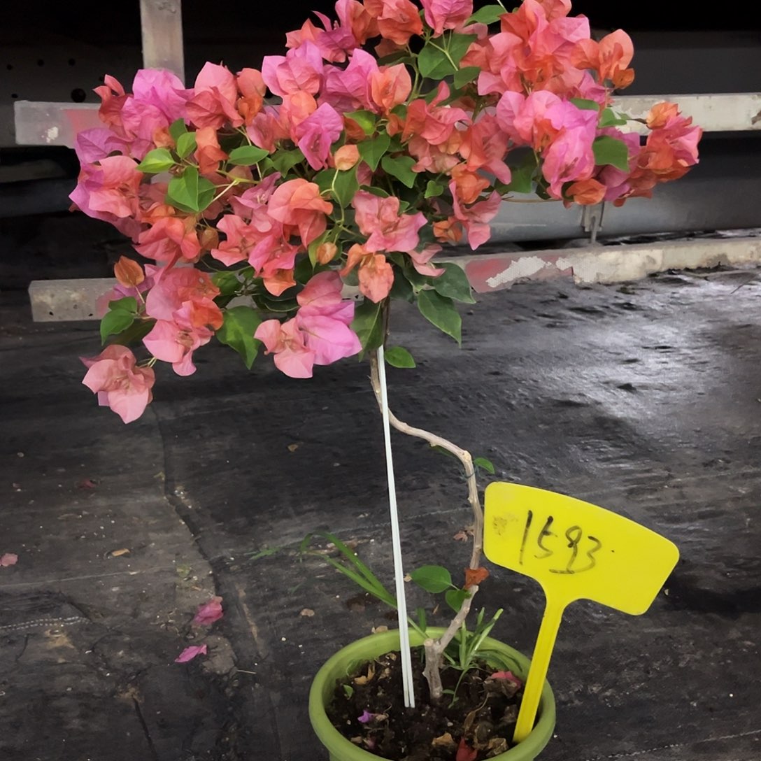 大部分花苞少量开放迷*暗班夕阳红1593