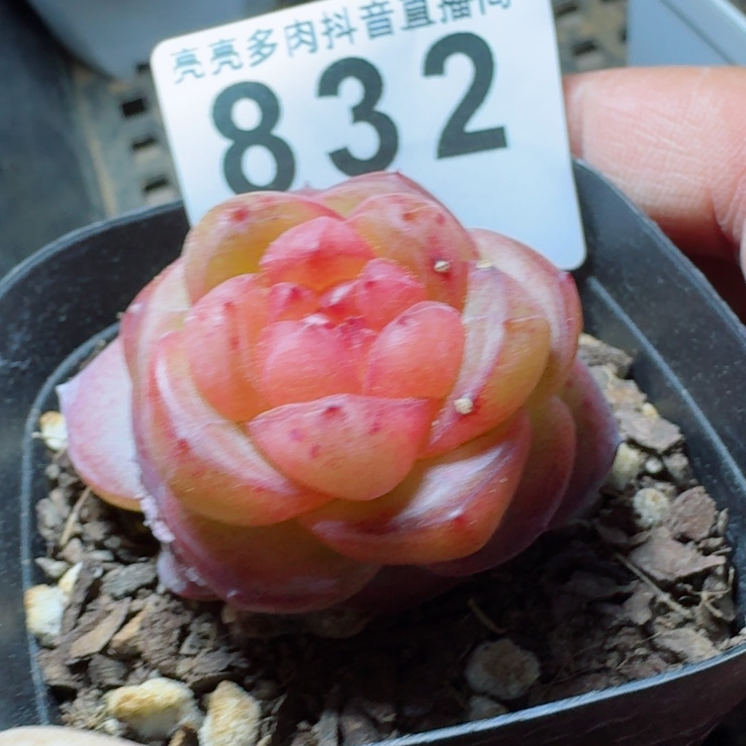 软糖珍妮         多肉植物
