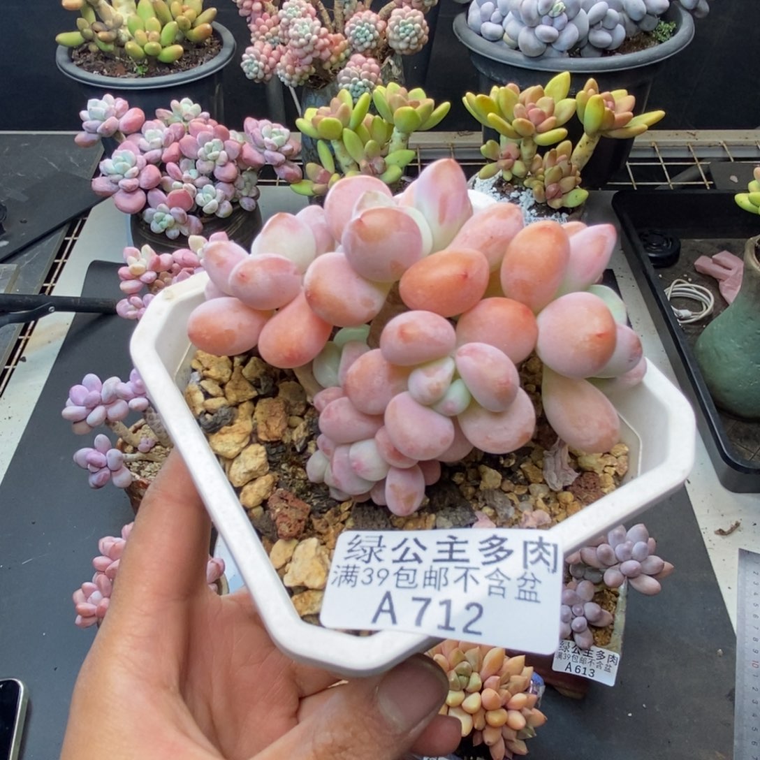 712花朵洛神多肉7c m