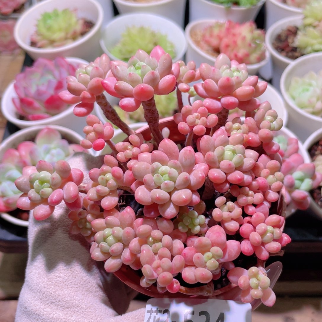 花利美2-524洛可可