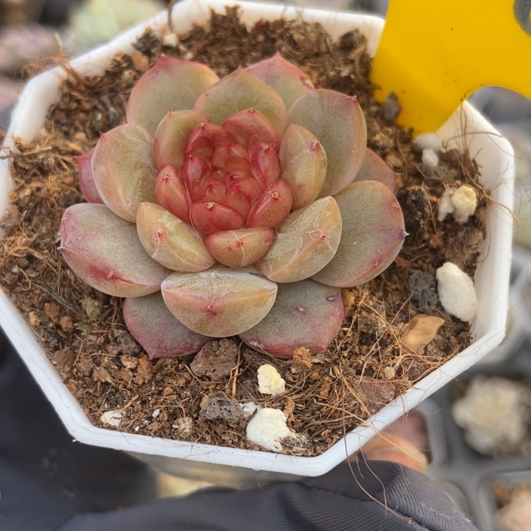 888糖果珍妮多肉植物保护