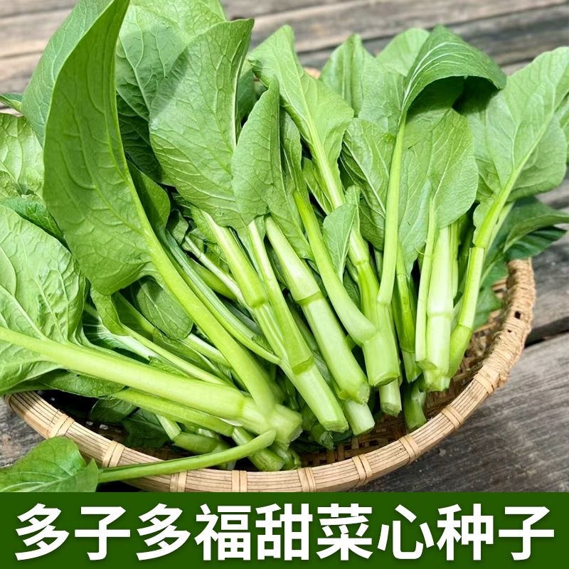 【多子多福甜菜心】多子多福甜菜心菜苔早熟多芽菜心冬季蔬菜种子