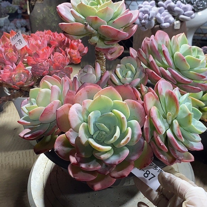 萌***吖小七夕多肉白月光