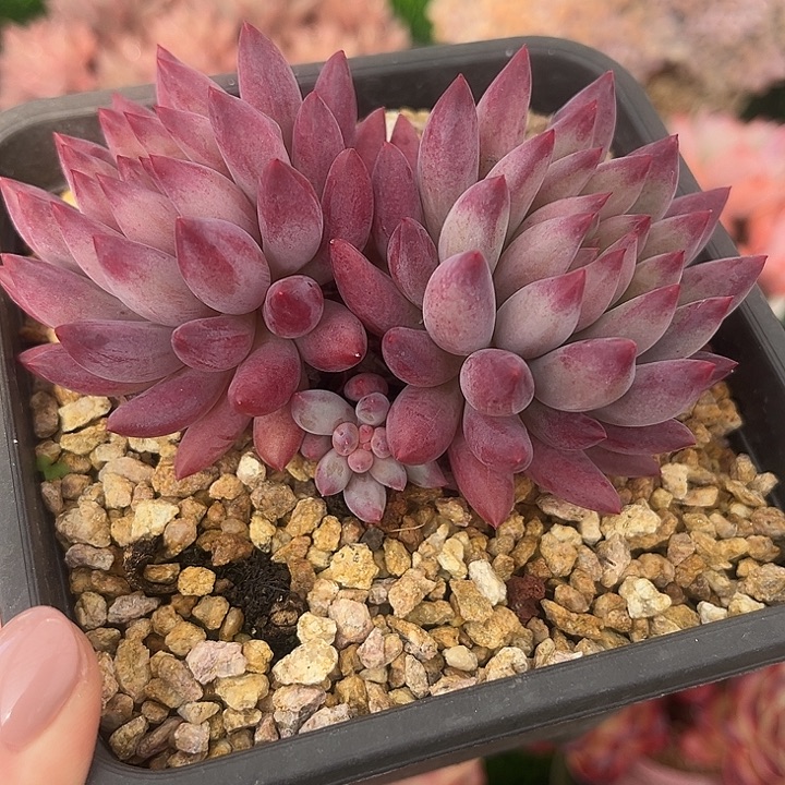 虞美人老桩特价福利