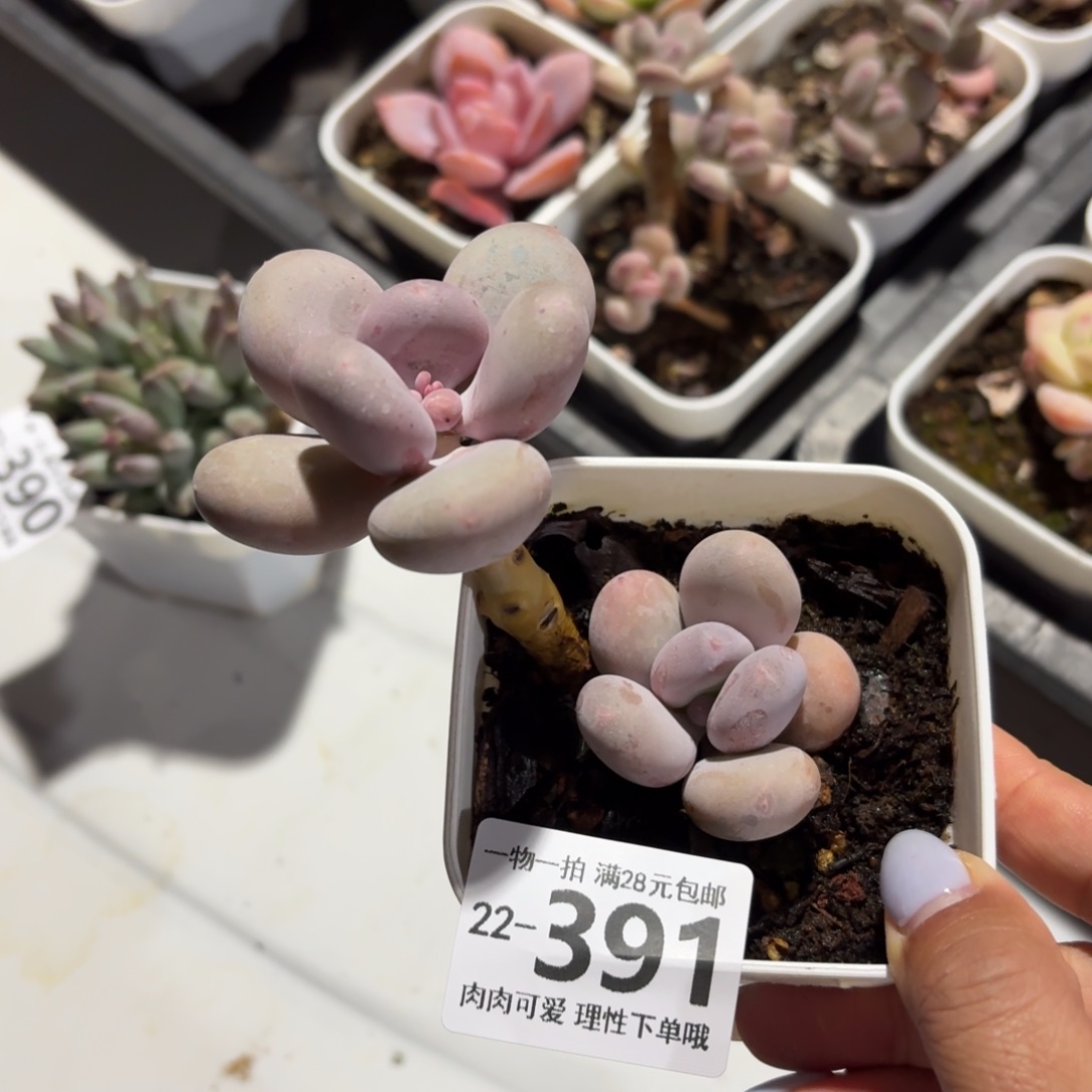 大叶奶无盆土发货无