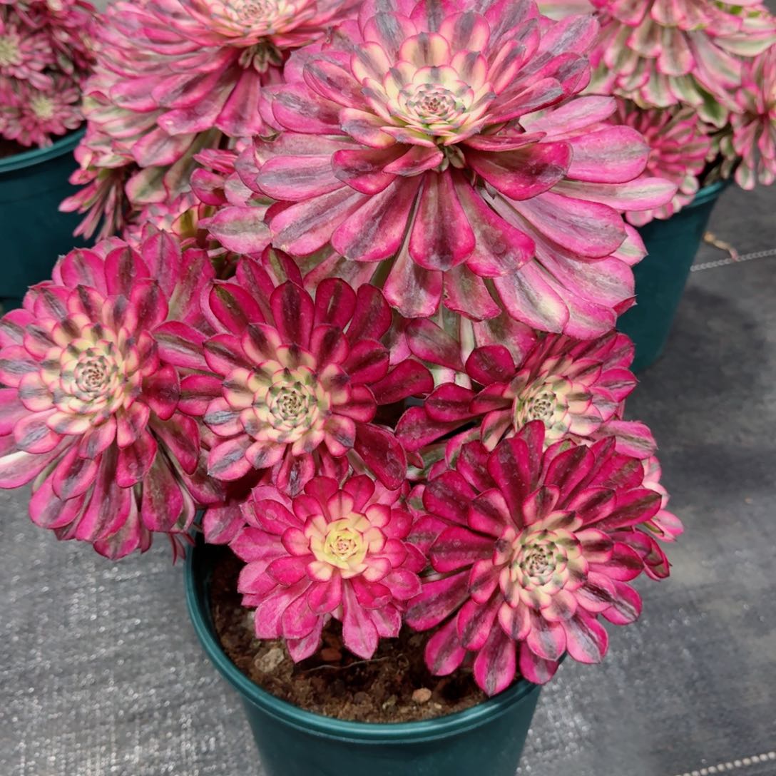 多肉植物发货发货