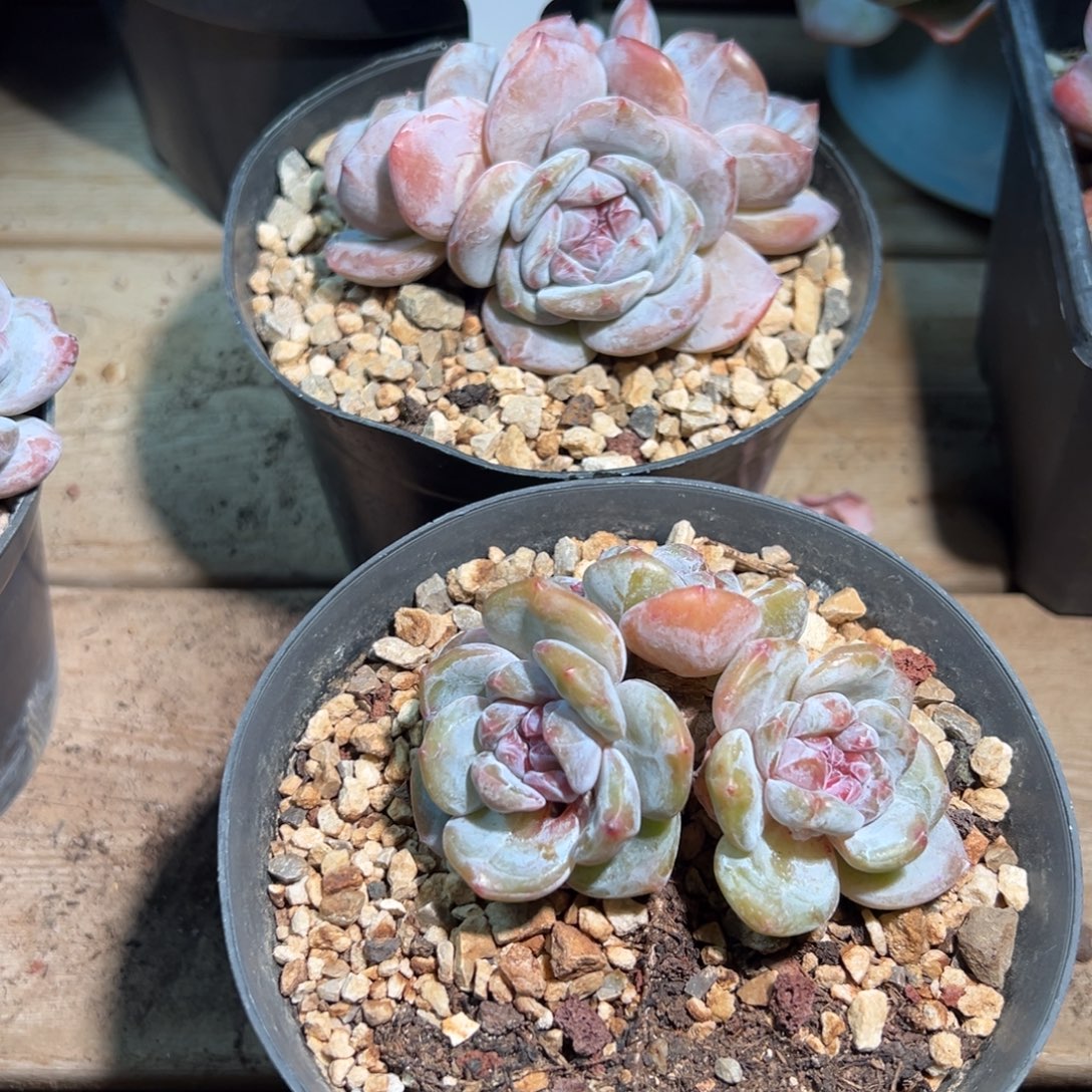 12号两颗三头组合