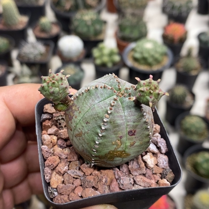 子吹布纹球特价福利