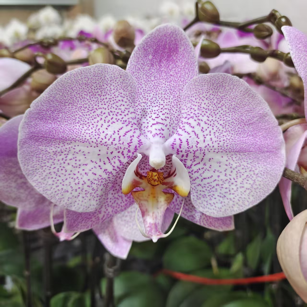 蝴蝶兰【奥尔堡】大花型 带花发货 高级花卉  室内美观