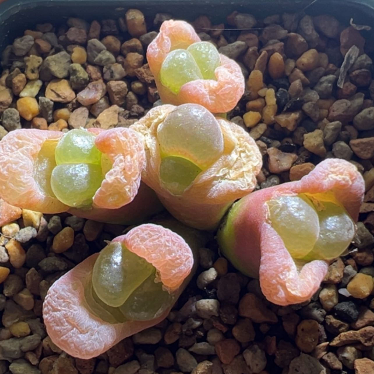 【闪购商品】炸 红风铃