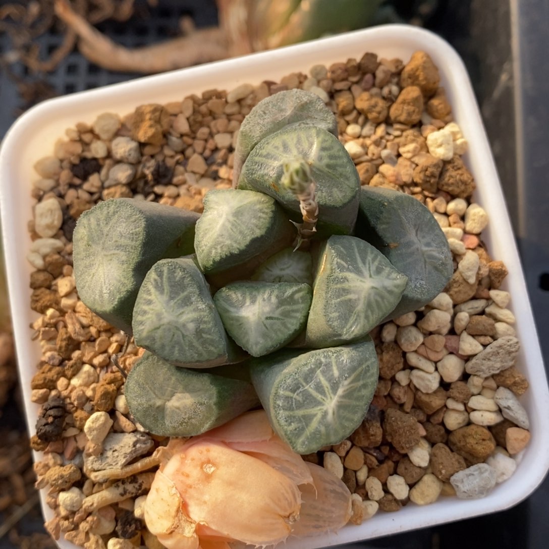 优选实生万象一颗 