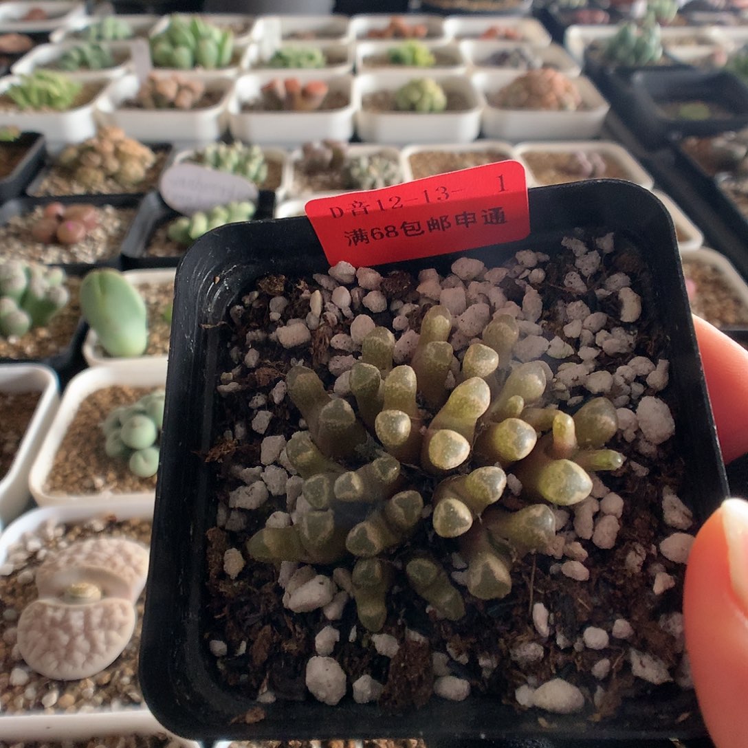 12-13-1  火柴一群