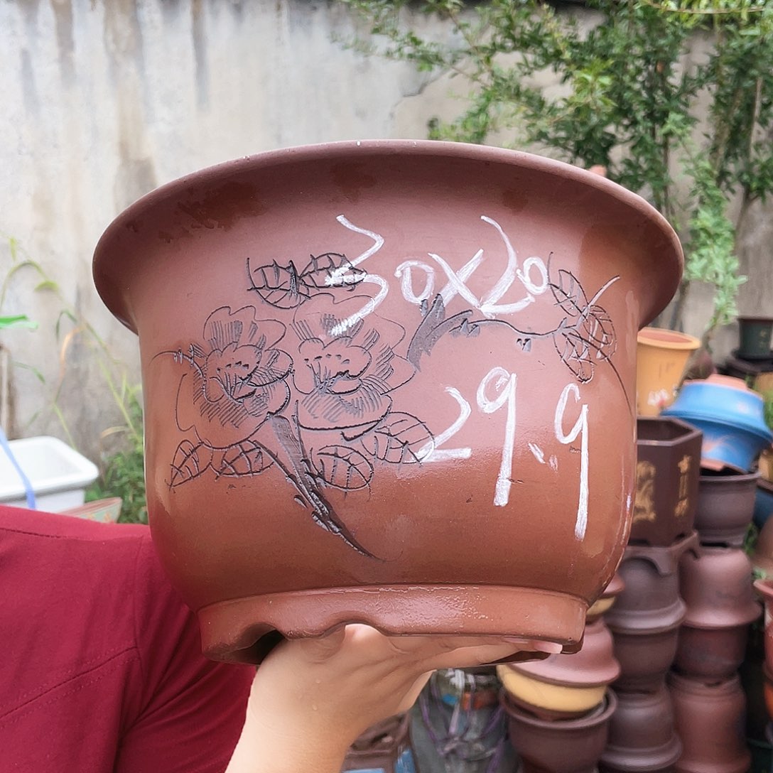 30平角金钟花盆花盆花盆