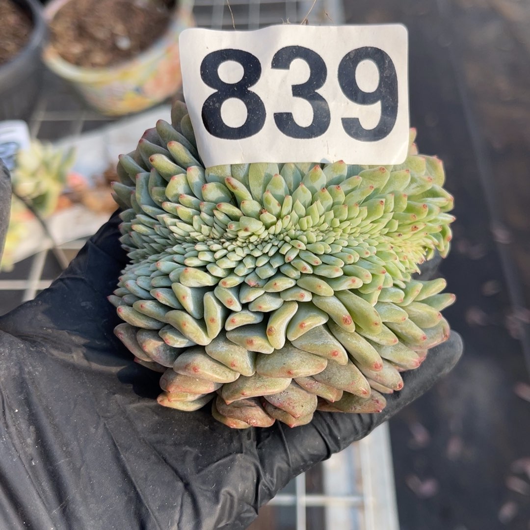 燕****839号147800000088888