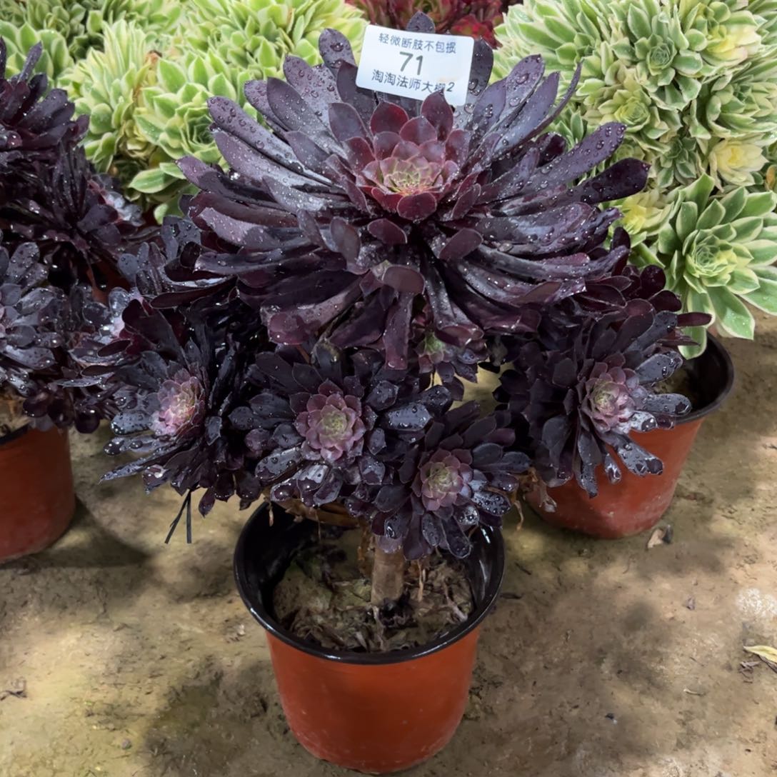 71黑铜壶多肉植物法师