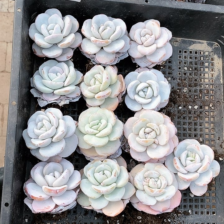 特价一组13颗老庄粉雪莲