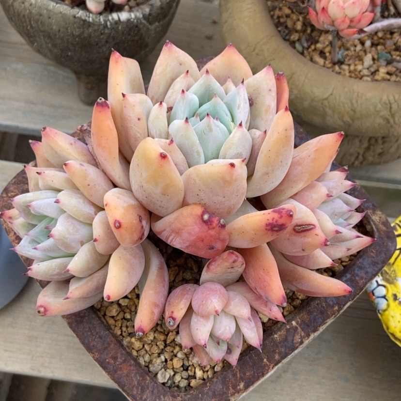 【闪购商品】北极熊