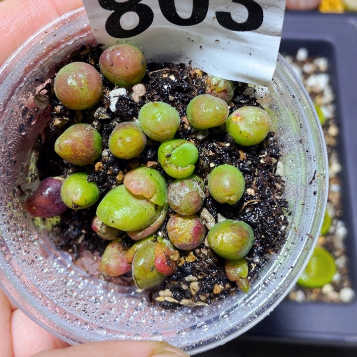 803长毛翠滴l l l l l