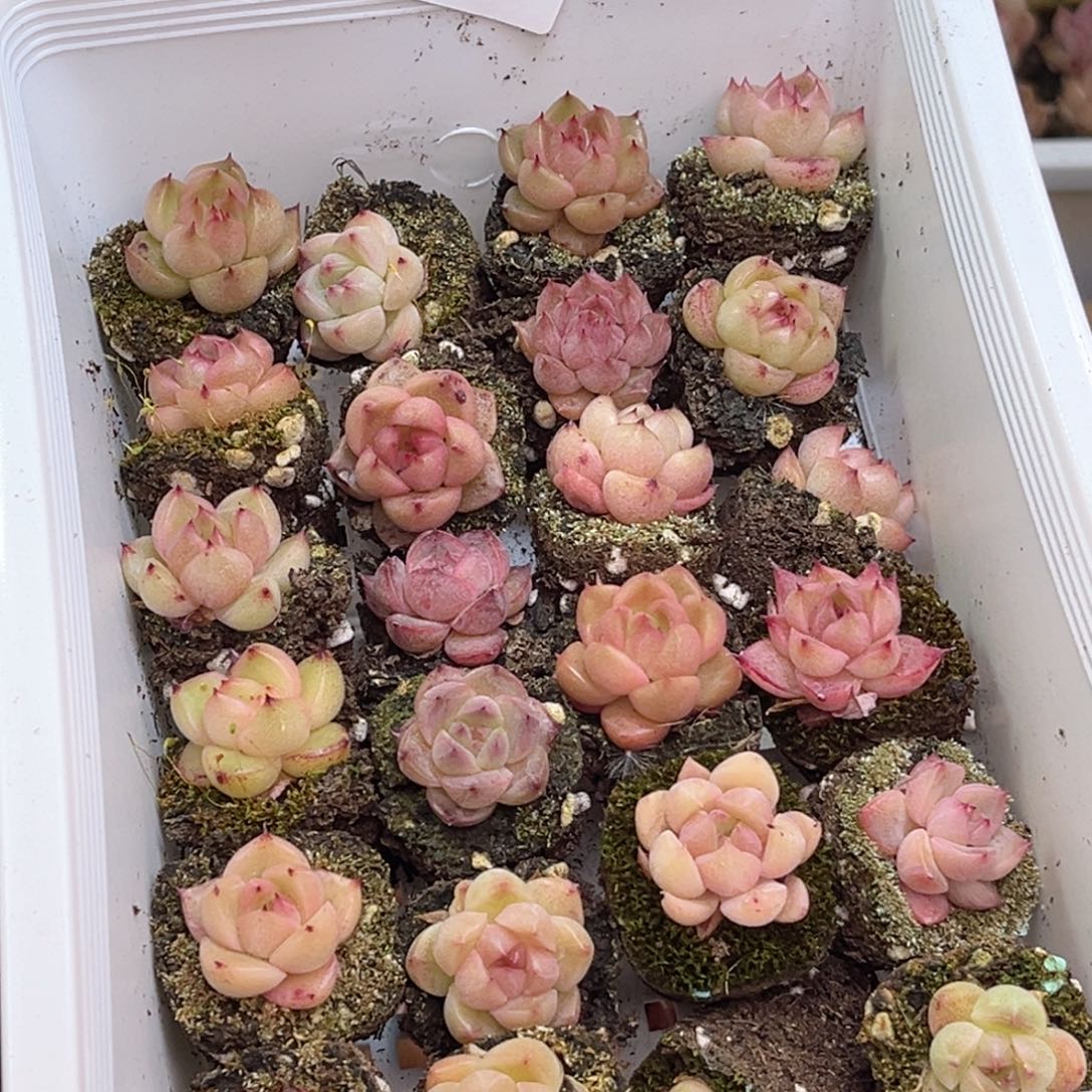 岁***～395 新疆西藏内蒙不发货