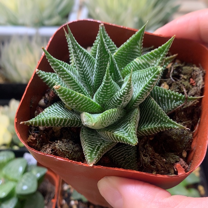 白马硬叶一物一拍