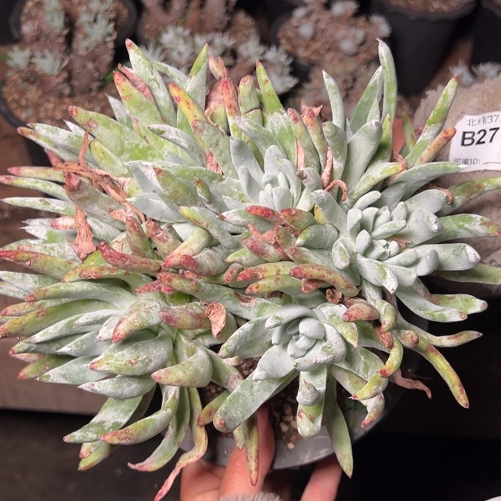 824哈哈哈哈哈哈哈哈哈