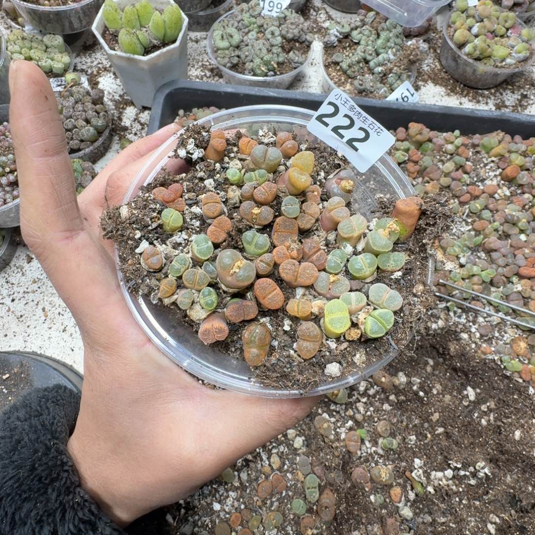 222风铃一盒多肉植物