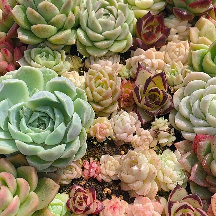 190 多肉植物盆栽花卉盆栽