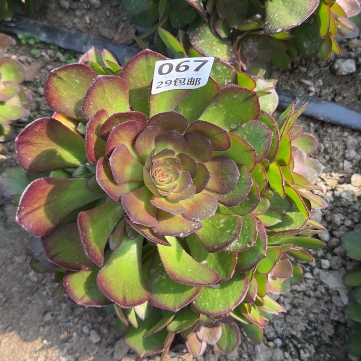 万圣节变异……多肉植物