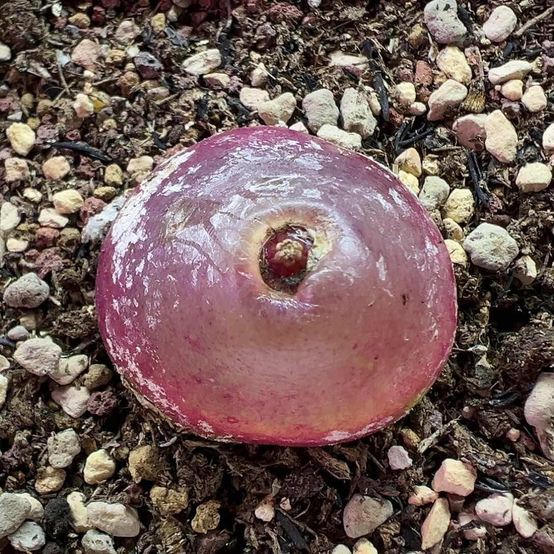 625灯泡2.9厘米带盆土发货