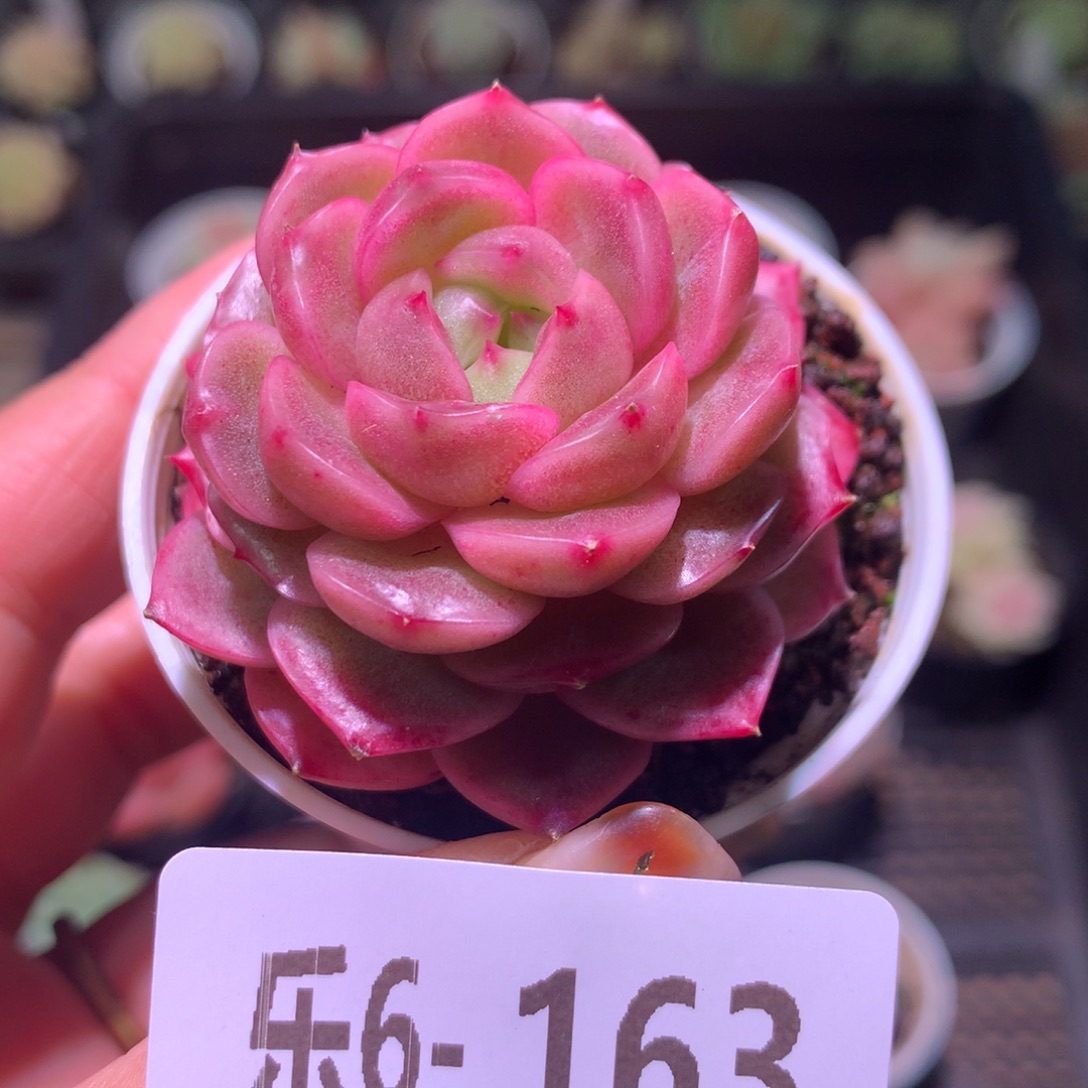 乐然 6-163 单头新品 