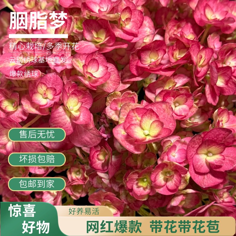 【玉蝴蝶】复古粉绣球花 带花带花苞 爆销热款老桩包邮 基地直发 