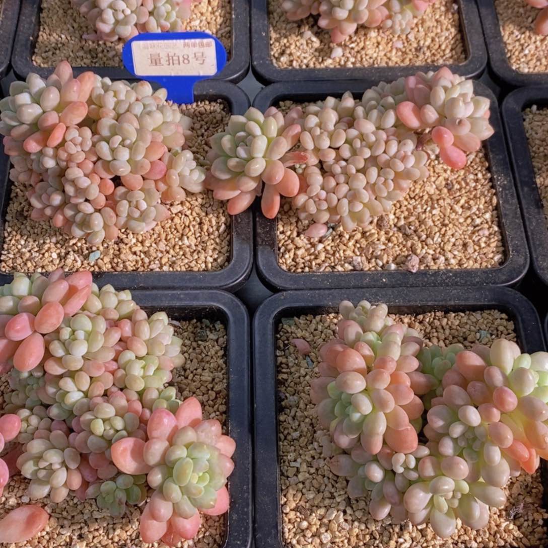 量拍8号 精品母本果冻鱼子酱群一个