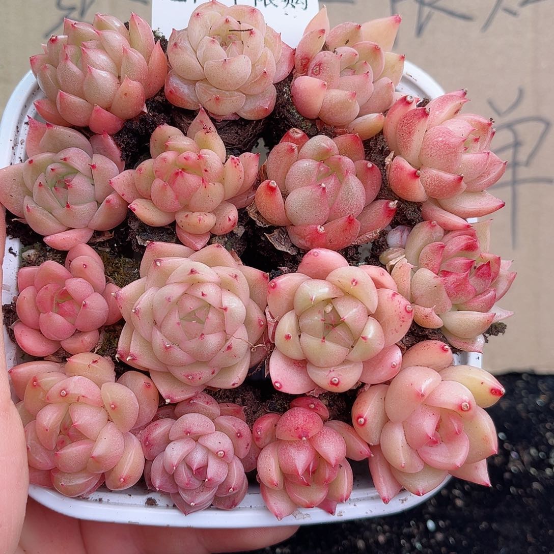 1-7 新疆西藏内蒙不发12.8包邮2-3公分多肉
