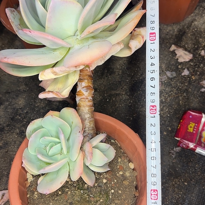 多肉植物一物一拍奶茶803