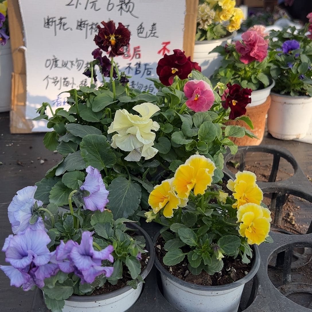 大部分花苞少量开放153号