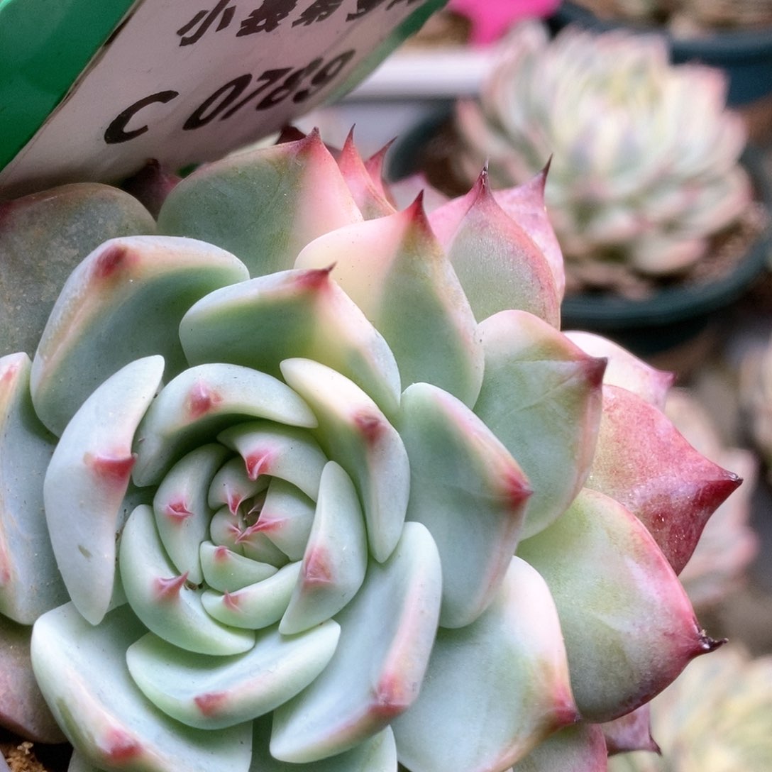 789锦锦锦锦锦锦