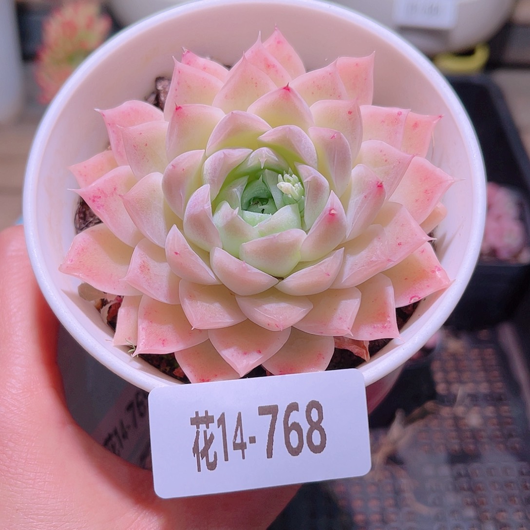 花利美14-768麦秆