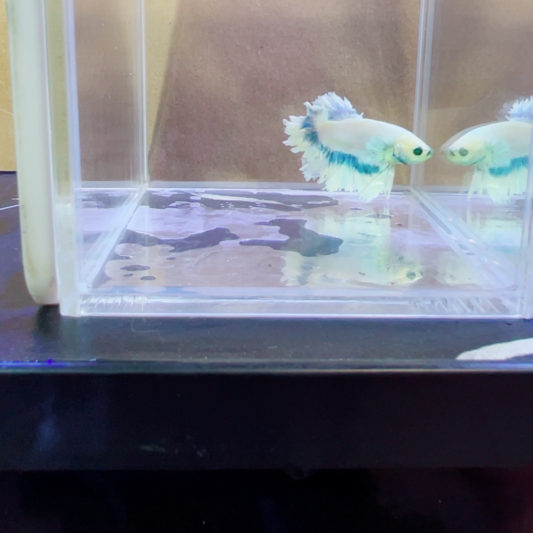 斗鱼跑单小黑屋15