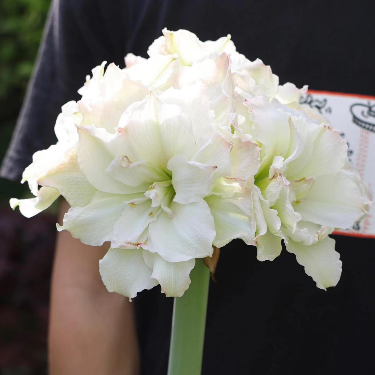 现货 进口荷兰重瓣朱顶红【北极铃声】 艺晓花卉