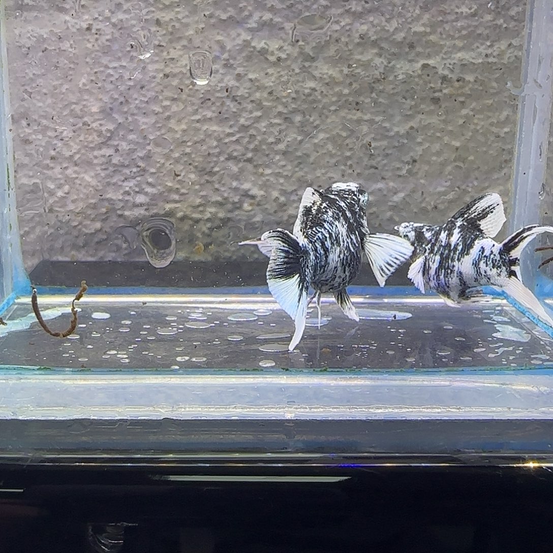 黑玛丽鱼水墨玛丽。85号